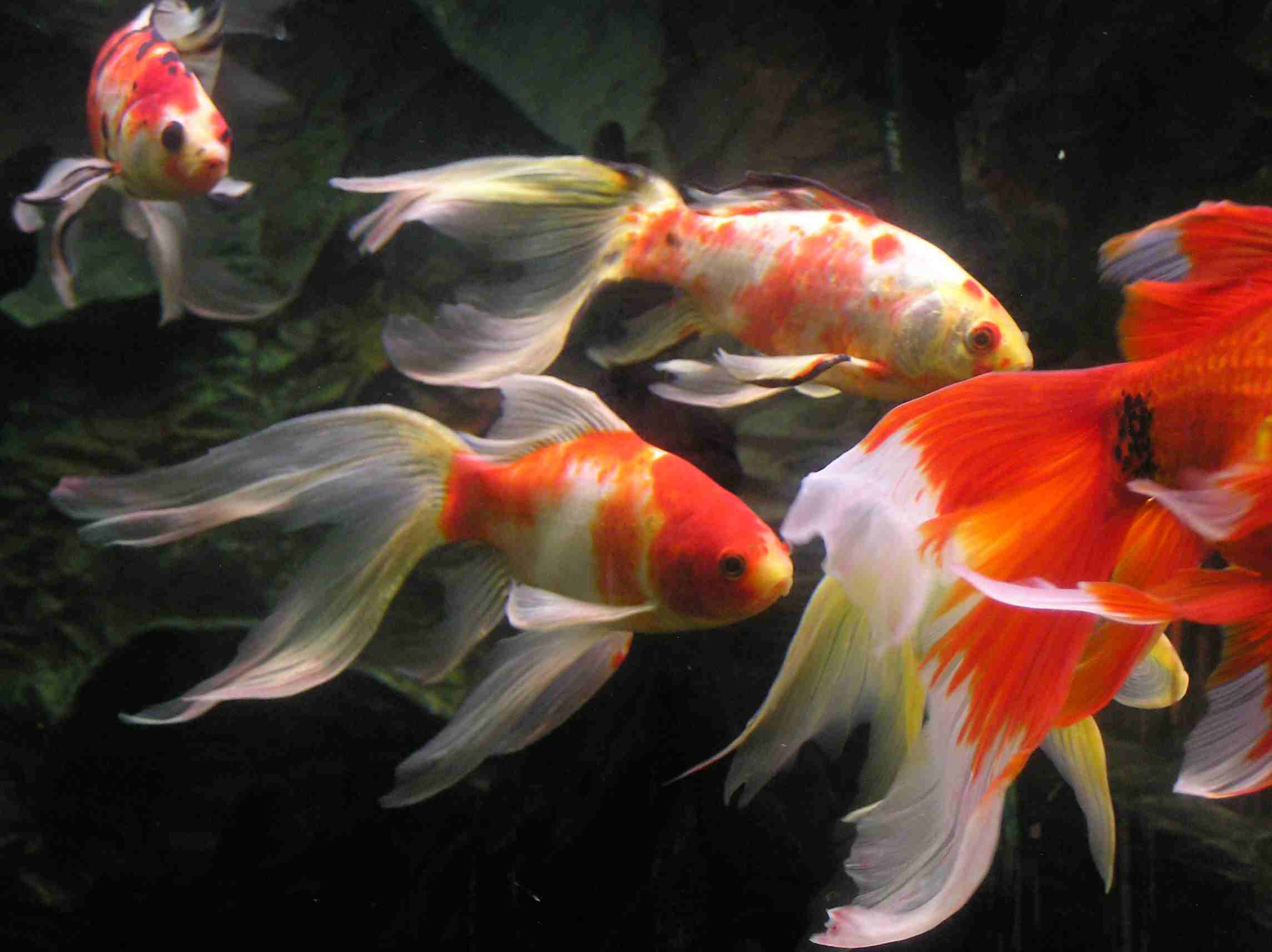 Beautiful Goldfish