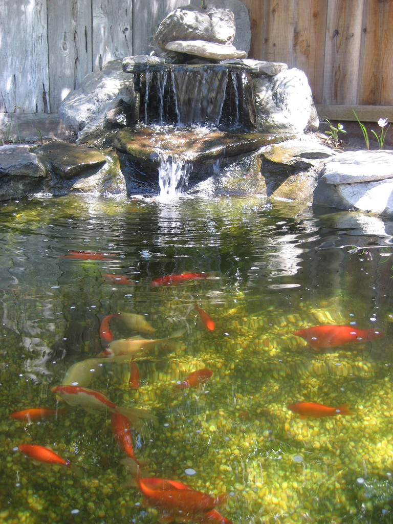 Goldfish Ponds & Water Gardens - The Pond Doctor | The Pond Doctor