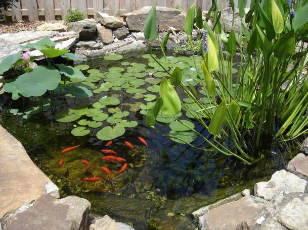 goldfish pond2 609x456