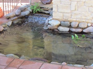 pond cleaning austin texas
